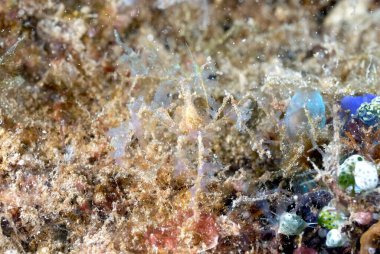 İyi kamufle edilmiş bir örümcek yengecinin resmi.