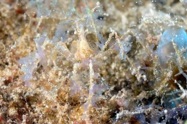 İyi kamufle edilmiş bir örümcek yengecinin resmi.