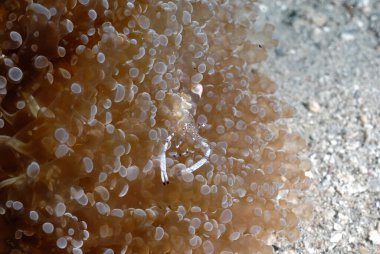 Güzel ve şeffaf bir karides resmi.