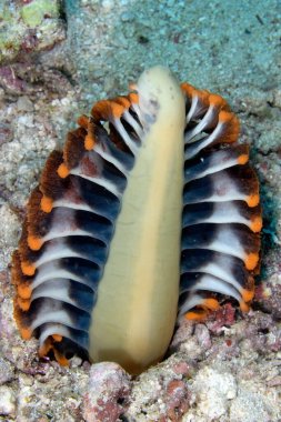 A picture of a sea pen on the bottom
