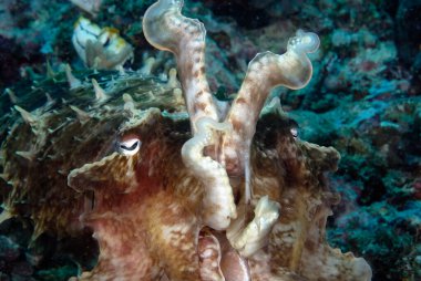 A picture of a beautiful cuttlefish