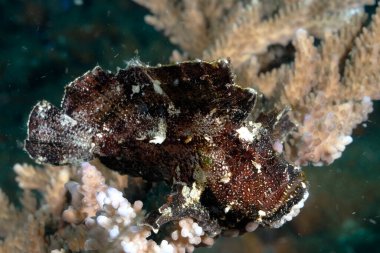 Altında güzel bir yaprak balığı resmi.