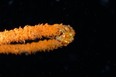 Güzel bir mercan kamçılı örümcek yengeci resmi.