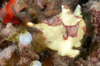 Altta renkli bir kurbağa balığı resmi var.