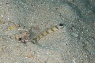 Kumda köşegen bir karides goby resmi.
