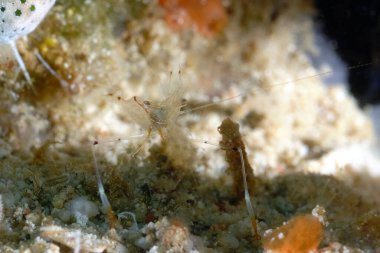 Güzel bir pençe cuapetes karides resmi.