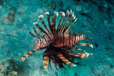 A picture of the dangerous lionfish swimming in the coral reef clipart