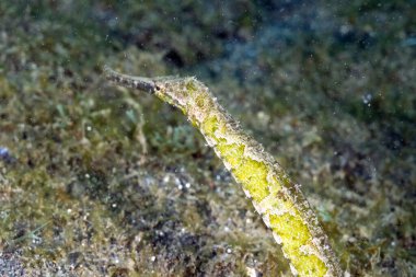 Altına uzun burunlu bir çubuk boru balığı resmi.