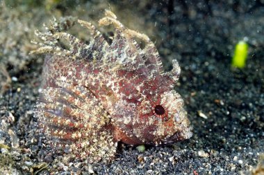 Altında güzel bir yaprak balığı resmi.