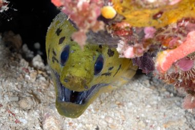 A spot face moray coming out of its lair