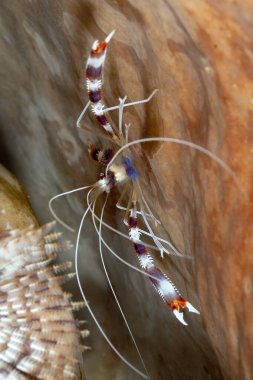 Güzel bir bantlı mercan karidesinin resmi.