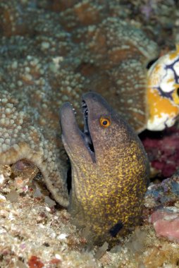 A scary yellow edged moray coming out of its lair