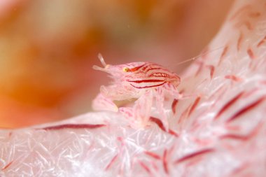 İnini koruyan güzel bir porselen yengeç resmi.