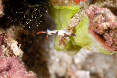 Renkli ve güzel dalların bir resmi.