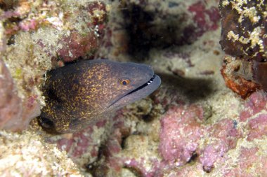 A scary yellow edged moray coming out of its lair