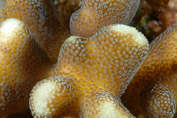 Sağlıklı Bir Mercan Resifinin Güzel Bir Resmi — Stok fotoğraf