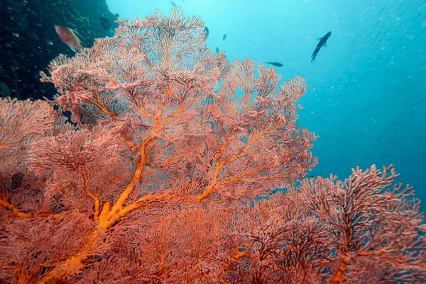 Vacker Bild Ett Friskt Korallrev — Stockfoto