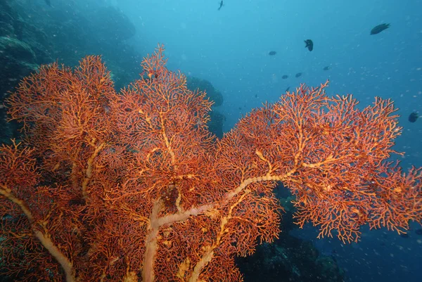 Una Hermosa Imagen Arrecife Coral Saludable — Foto de Stock