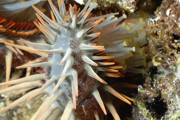 Detail Dangerous Crown Thorns Starfish — Stock Photo, Image