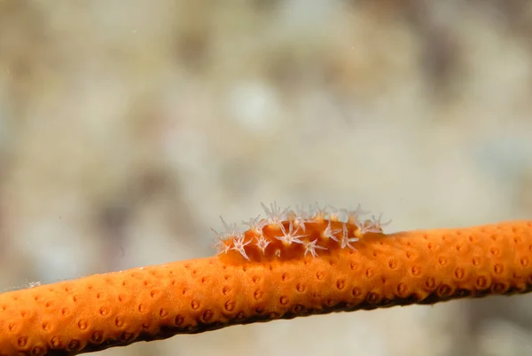 Picture Beautiful Spindle Cowry Coral — Stockfoto