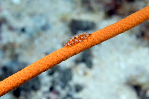 Picture Beautiful Spindle Cowry Coral — Φωτογραφία Αρχείου
