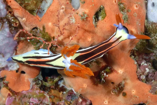 Picture Some Beautiful Colored Nudibranches — Stock Photo, Image