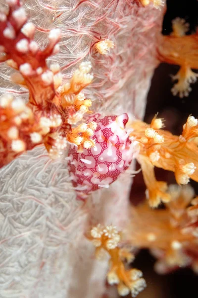 Μια Εικόνα Μιας Όμορφης Κυπραίας Ένα Μαλακό Κοράλλι — Φωτογραφία Αρχείου