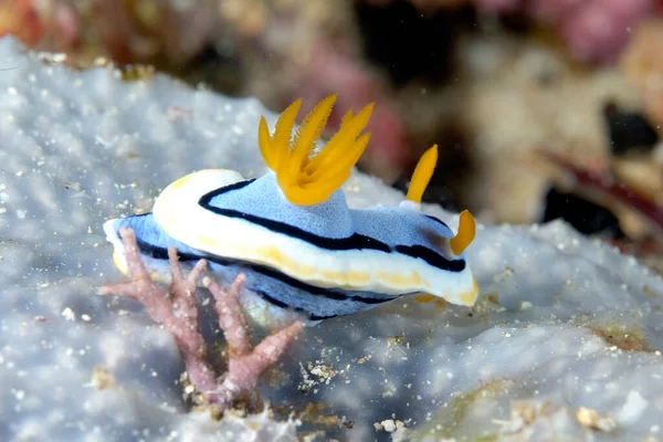 Una Foto Algunas Hermosas Coloridas Nudibranquias —  Fotos de Stock