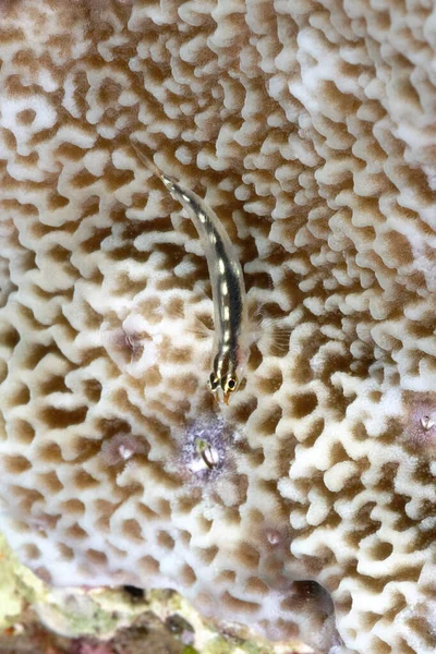 一张塞布里人在珊瑚上的侏儒戈比的照片 — 图库照片