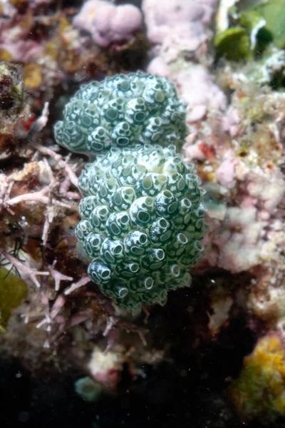 Mercan Resifinde Güzel Bir Ascidian Resmi — Stok fotoğraf