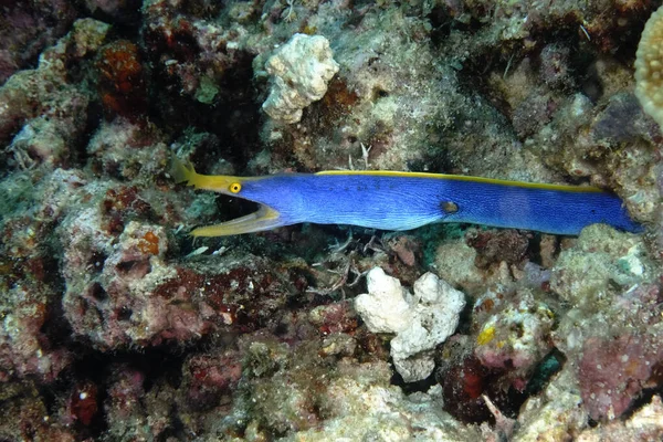 Una Hermosa Anguila Azul Saliendo Guarida —  Fotos de Stock