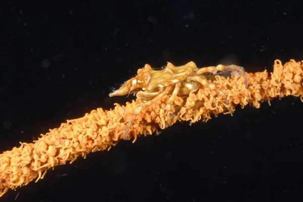 一张美丽的珊瑚鞭蜘蛛蟹的照片 — 图库照片