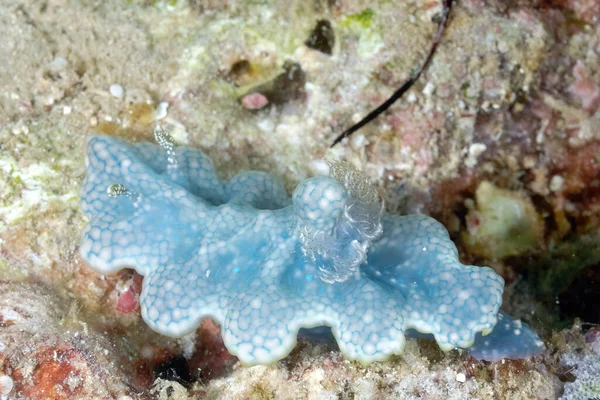 Una Foto Algunas Hermosas Coloridas Nudibranquias — Foto de Stock