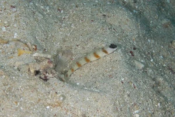 Obrázek Úhlopříčky Garnáta Goby Písku — Stock fotografie