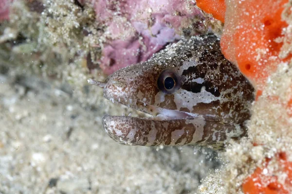 Barredfin Moray Coming Out Its Lair — 图库照片