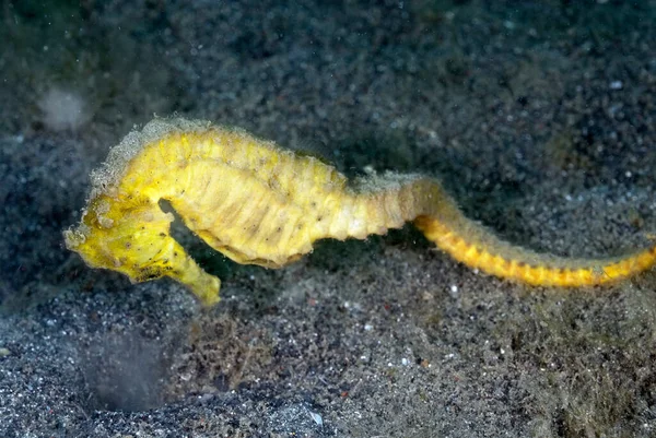 Picture Thorny Seahorse Bottom — Stockfoto