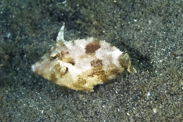 Obraz Smukłego Filefish Dole — Zdjęcie stockowe