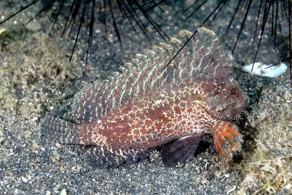 Picture Beautiful Leaf Fish Bottom — Stock Photo, Image