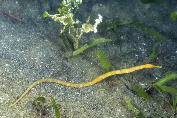 Obrázek Pipefish Dlouhým Nosem Dně — Stock fotografie