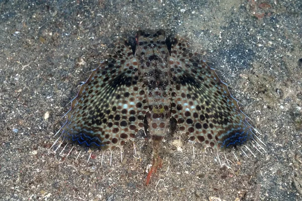 Picture Flying Gurnard Sand — Foto Stock