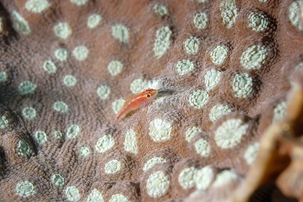 Picture Pink Lined Reef Goby Coral — 图库照片
