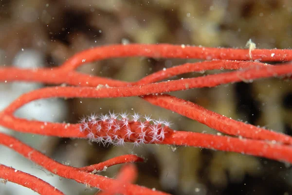 Picture Beautiful Spindle Cowry Coral — Fotografia de Stock