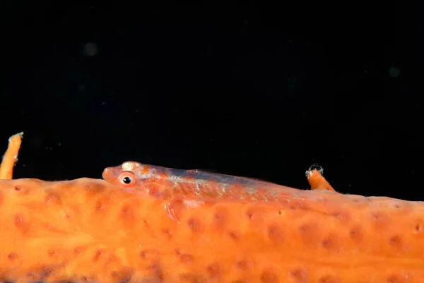 Una Foto Látigo Loki Goby Látigo Mar — Foto de Stock