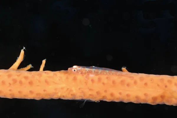 Μια Φωτογραφία Ενός Λόκι Μαστίγιο Goby Ένα Μαστίγιο Της Θάλασσας — Φωτογραφία Αρχείου