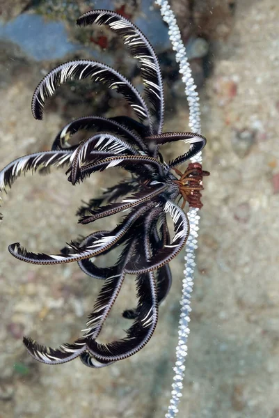 Picture Beautiful Colored Crinoid — Stock Photo, Image
