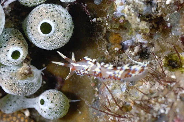 Uma Imagem Alguns Nudibranches Bonitos Coloridos — Fotografia de Stock