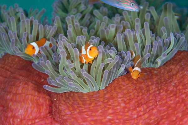 Una Foto Bellissimo Anemone Pesce Pagliaccio — Foto Stock