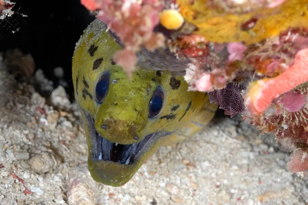 Spot Face Moray Coming Out Its Lair — Fotografia de Stock