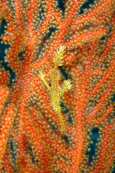 Ghost Pipe Fish Example Camouflage — Stock Photo, Image