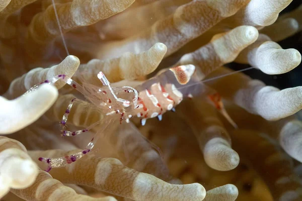 一幅美丽而透明的大虾图片 — 图库照片